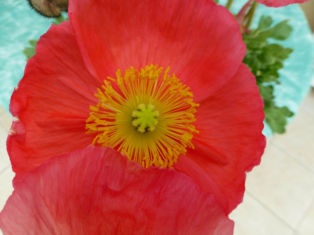 Papaver nudicaule sélections horticoles photo